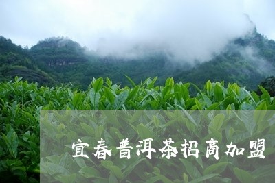 宜春普洱茶招商加盟/2023042888615