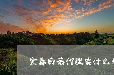 宜春白茶代理要什么条件/2023102484279