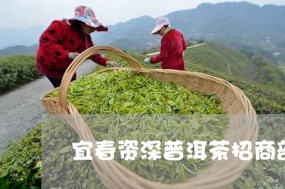 宜春资深普洱茶招商部/2023092513716