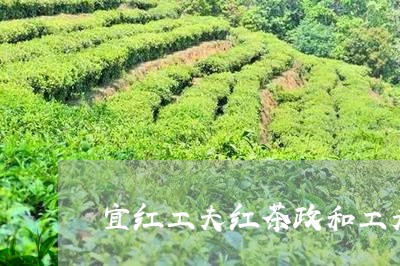 宜红工夫红茶政和工夫红茶的品种/2023060204260