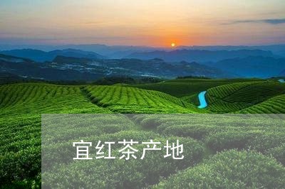 宜红茶产地/2023090259370