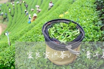 宜良宝洪茶vs普洱茶/2023112721583