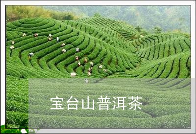 宝台山普洱茶/2023042677673