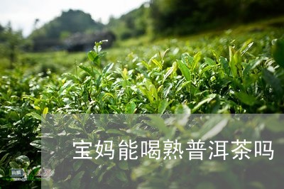 宝妈能喝熟普洱茶吗/2023120552694