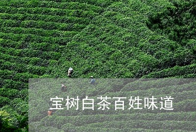 宝树白茶百姓味道/2023061831484