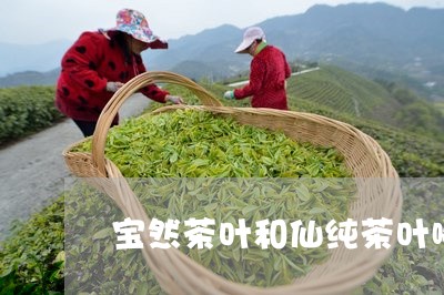 宝然茶叶和仙纯茶叶哪个品牌好/2023053119584