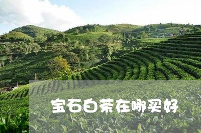 宝石白茶在哪买好/2023061855848