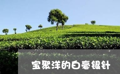 宝聚洋的白毫银针/2023090612047