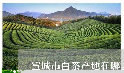 宣城市白茶产地在哪里呀/2023102407268