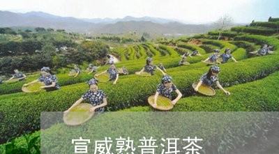 宣威熟普洱茶/2023042789360