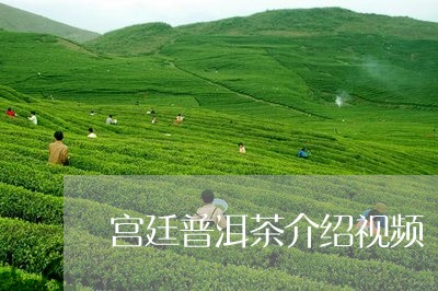 宫廷普洱茶介绍视频/2023120577259