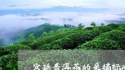 宫廷普洱茶的采摘标准/2023080387260