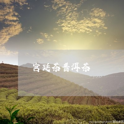 宫廷茶普洱茶/2023042801990