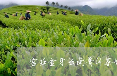 宫廷金牙云南普洱茶饼/2023100625157