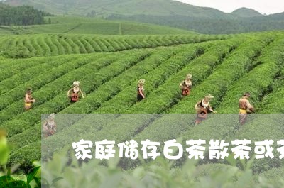 家庭储存白茶散茶或茶饼/2023102464260