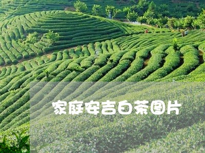 家庭安吉白茶图片/2023061871712