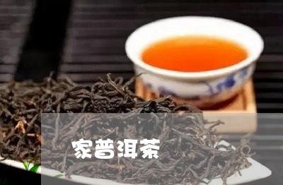 家普洱茶/2023090130684