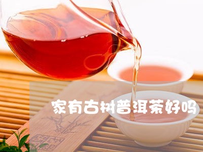 家有古树普洱茶好吗/2023112482837