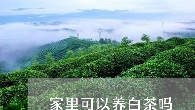 家里可以养白茶吗/2023061855280