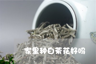 家里种白茶花好吗/2023061882518