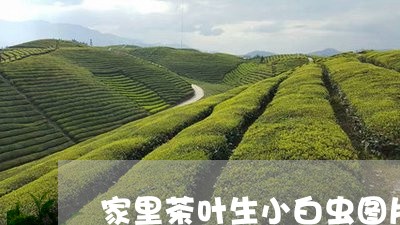 家里茶叶生小白虫图片/2023061196360