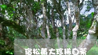 宿松黄大珍稀白茶/2023061873846