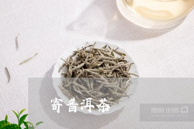 寄普洱茶/2023083146940