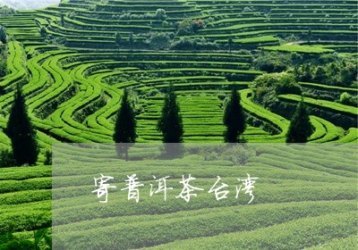 寄普洱茶台湾/2023042876791