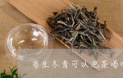 寄生冬青可以泡茶喝吗/2023071507048