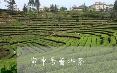 寅申号普洱茶/2023042590177