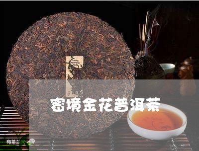 密境金花普洱茶/2023082629592