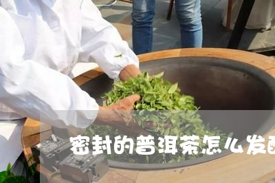 密封的普洱茶怎么发酵/2023100881607