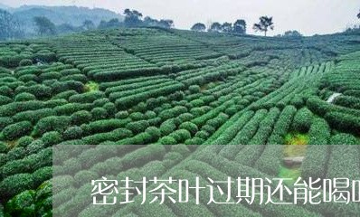 密封茶叶过期还能喝吗/2023092387258