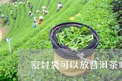 密封袋可以放普洱茶吗/2023062916381