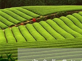 富含氨基他汀的普洱茶/2023072475272