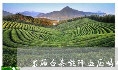 富硒白茶能降血压吗吗/2023093010516