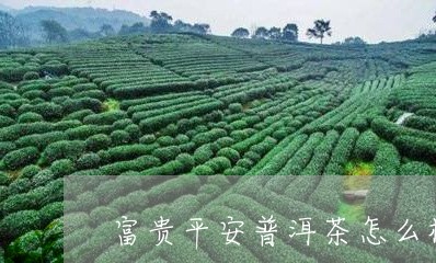 富贵平安普洱茶怎么样喝/2023082980606