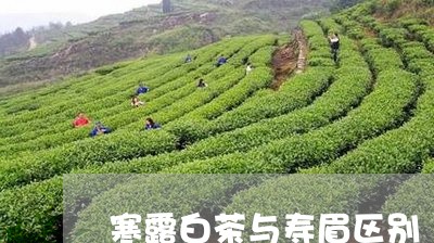 寒露白茶与寿眉区别/2023120460503