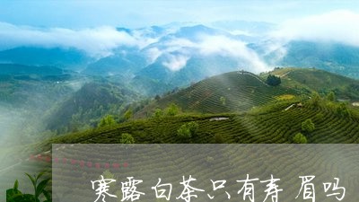 寒露白茶只有寿眉吗/2023120486149