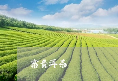 寨普洱茶/2023083156381