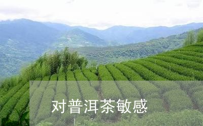 对普洱茶敏感/2023091258693