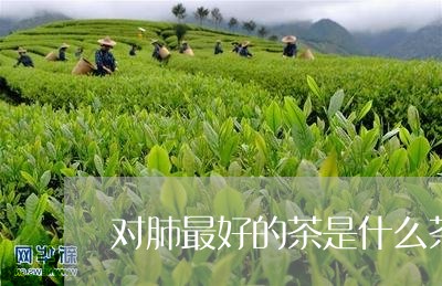 对肺最好的茶是什么茶/2023071303138