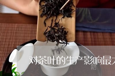 对茶叶的生产影响最大/2023092378371