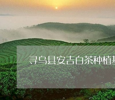 寻乌县安吉白茶种植基地/2023102481893