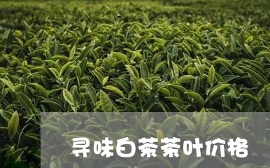 寻味白茶茶叶价格/2023061822027