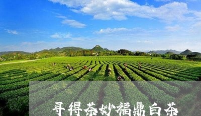 寻得茶妙福鼎白茶/2023062819372