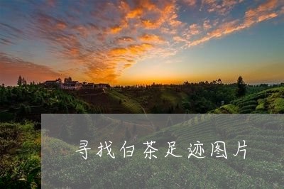 寻找白茶足迹图片/2023061846260