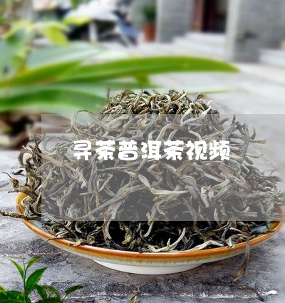 寻茶普洱茶视频/2023112680484