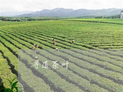 寻道茶叶/2023121939603