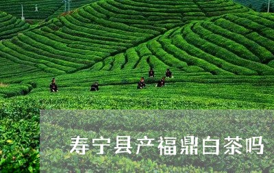 寿宁县产福鼎白茶吗/2023120365030